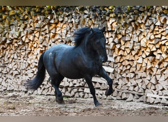 Murgese, Gelding, 5 years, 15.1 hh, Roan-Blue