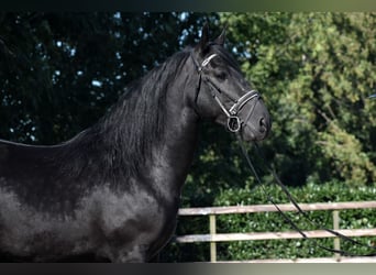 Murgese, Gelding, 5 years, 15,3 hh, Black