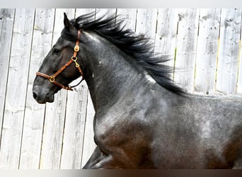 Murgese, Gelding, 5 years, 15,1 hh, Roan-Blue