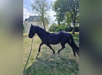 Murgese, Gelding, 6 years, 15,1 hh, Black