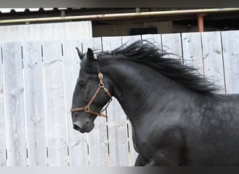 Murgese, Gelding, 6 years, 16.1 hh, Black