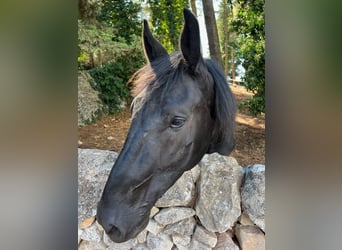 Murgese, Gelding, 6 years, 16 hh, Black