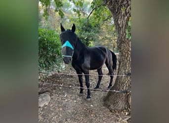 Murgese, Gelding, 6 years, 16 hh, Black