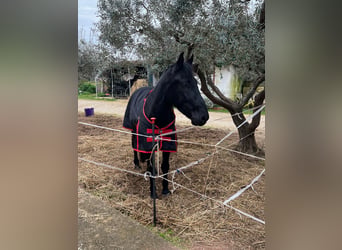 Murgese, Gelding, 6 years, 16 hh, Black