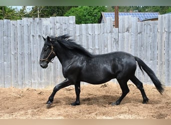 Murgese, Gelding, 7 years, 16.1 hh, Black