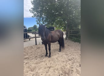 Murgese, Gelding, 7 years, 16 hh, Black