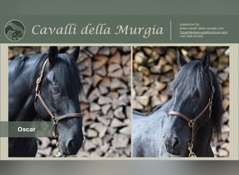 Murgese, Gelding, 7 years, 16,1 hh, Black