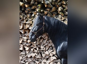 Murgese, Gelding, 8 years, 16.1 hh, Black