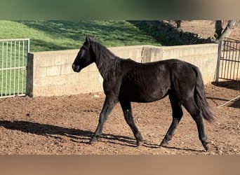Murgese, Giumenta, 1 Anno, 160 cm, Morello