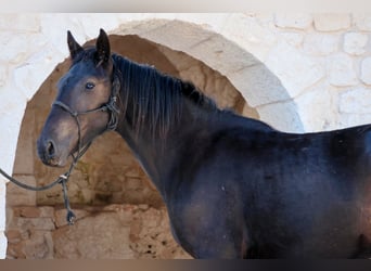 Murgese, Giumenta, 1 Anno, 160 cm, Morello