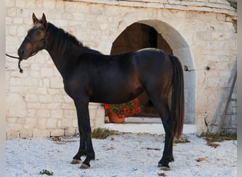 Murgese, Giumenta, 1 Anno, 160 cm, Morello