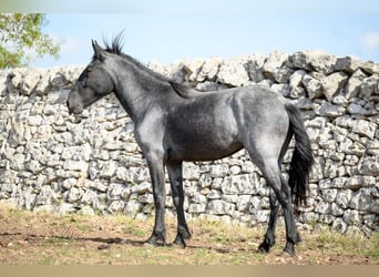 Murgese, Giumenta, 2 Anni, 154 cm, Roano blu
