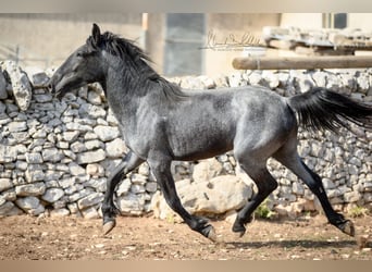 Murgese, Giumenta, 2 Anni, 154 cm, Roano blu