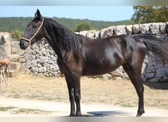 Murgese, Giumenta, 2 Anni, 160 cm, Morello