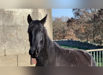 Murgese, Giumenta, 2 Anni, 160 cm, Morello