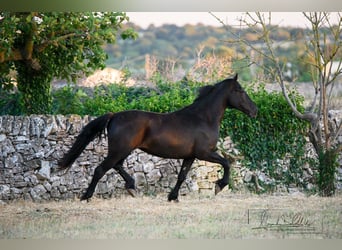 Murgese, Giumenta, 2 Anni, 162 cm, Morello