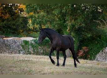 Murgese, Giumenta, 2 Anni, 162 cm, Morello