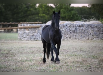 Murgese, Giumenta, 2 Anni, Morello