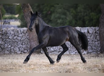 Murgese, Giumenta, 2 Anni, Morello