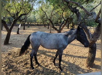 Murgese, Giumenta, 2 Anni, Roano blu