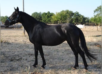Murgese, Giumenta, 3 Anni, 155 cm, Morello