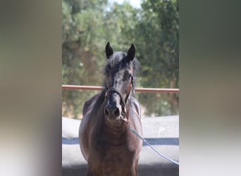 Murgese, Giumenta, 3 Anni, 157 cm, Morello