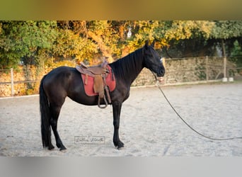 Murgese, Giumenta, 3 Anni, 158 cm, Morello