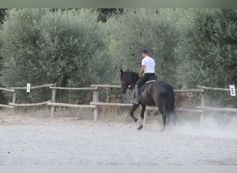 Murgese, Giumenta, 4 Anni, 160 cm, Morello