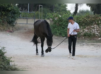 Murgese, Giumenta, 4 Anni, 160 cm, Morello