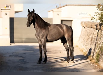 Murgese, Giumenta, 4 Anni, 162 cm