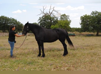 Murgese, Giumenta, 5 Anni, 162 cm, Morello