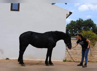 Murgese, Giumenta, 5 Anni, 162 cm, Morello