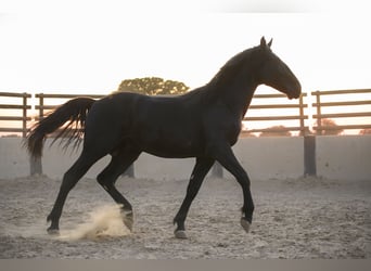 Murgese, Hengst, 2 Jaar, 147 cm, Zwart