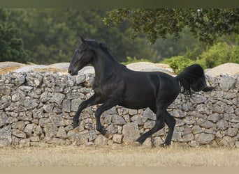 Murgese, Hengst, 2 Jaar, 147 cm, Zwart