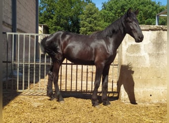 Murgese, Hengst, 2 Jaar, 157 cm, Zwart
