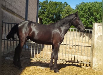 Murgese, Hengst, 2 Jaar, 157 cm, Zwart