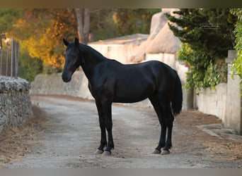 Murgese, Hengst, 2 Jaar, 157 cm, Zwart