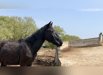 Murgese, Hengst, 2 Jaar, 157 cm, Zwart
