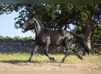 Murgese, Hengst, 2 Jaar, 158 cm, Zwart