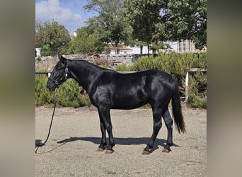 Murgese, Hengst, 2 Jaar, 159 cm, Zwart