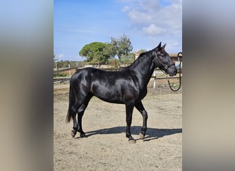 Murgese, Hengst, 2 Jaar, 159 cm, Zwart