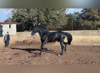 Murgese, Hengst, 2 Jaar, 160 cm, Zwart