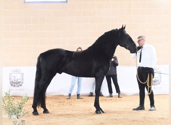 Murgese, Hengst, 2 Jaar, 161 cm, Zwart