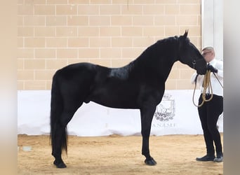 Murgese, Hengst, 2 Jaar, 161 cm, Zwart