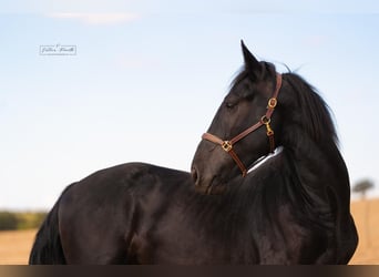 Murgese, Hengst, 2 Jaar, 164 cm, Zwart