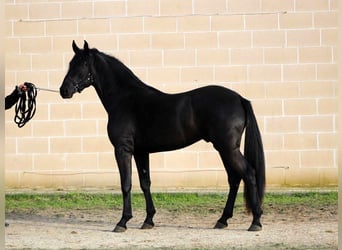 Murgese, Hengst, 2 Jaar, 165 cm, Zwart