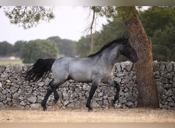 Murgese, Hengst, 2 Jaar, Roan-Blue