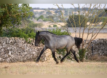Murgese, Hengst, 2 Jaar, Roan-Blue