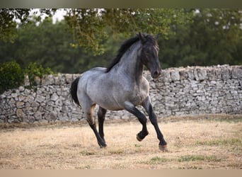 Murgese, Hengst, 2 Jaar, Roan-Blue