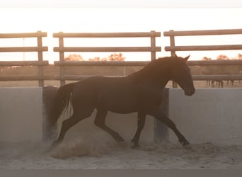 Murgese, Hengst, 2 Jahre, 147 cm, Rappe